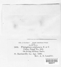 Septobasidium retiforme image